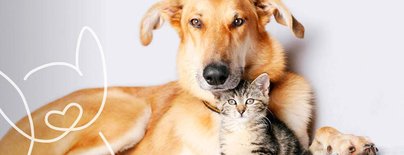 FINDEFIX_topbild_1300x500px